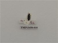 藏品(高砂黑花天牛)的圖片